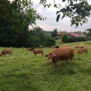 Kühe grasen auf einer grünen Weide auf dem Essener Klosterberghof.