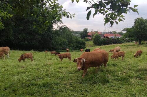 Kühe grasen auf einer grünen Weide auf dem Essener Klosterberghof.